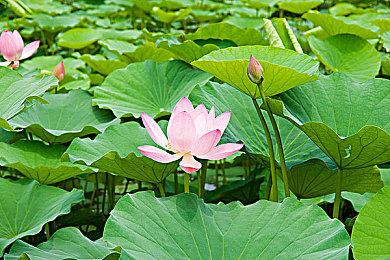 《博德之门3》正式发售 Steam宽带使用量是2077的3倍